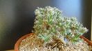 Trichodiadema densum, boboci