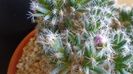 Trichodiadema densum, boboci