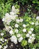 Philadelphus Innocence