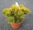Pinus mugo Carsten Wintergold