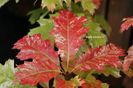 Quercus-rubra-Wolfsdonks-Pride