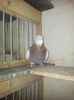 Barbat
