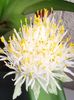 Haemanthus albiflos  (28-12-2019)'