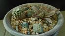 Grup de cactusi