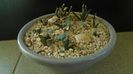 Grup de 9 Ariocarpus