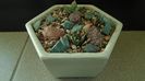 Grup de 4 Ariocarpus