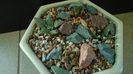 Grup de 4 Ariocarpus