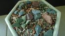 Grup de 4 Ariocarpus