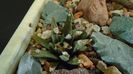 Ariocarpus agavoides