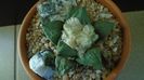 Ariocarpus hb. (retusus x fissuratus)