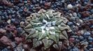 Ariocarpus kotschoubeyanus v. macdowellii