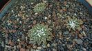 Grup de 3 Ariocarpus
