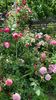 Christopher Marlowe (2)