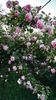 Constance Spry (10)