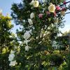 Paul's Lemon Pillar (1)