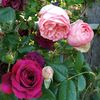 Pierre Bonard (3)