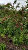 R. Foetida Parkfeur (1)