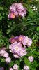 Robin Rambler (2)