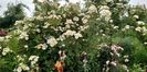 Rosa Helena Semiplena (7)