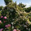 Rosa Helenae Semiplena