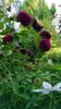 Tradescant (5)