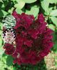 Hydrangea paniculata wim s red
