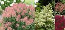Hydrangea-paniculata-Wims-Red