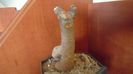 Adansonia digitata (Baobab)