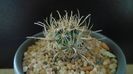 Cactusi cold hardy: Ancistrocactus (Sclerocactus) scheeri (-12C)