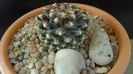 Cactusi cold hardy:  Pediocactus knowltonii (-10 -25C)