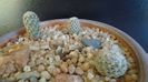 Cactusi cold hardy:  grup de 3 Pediocactus (-10 -25C)