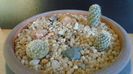 Cactusi cold hardy:  grup de 3 Pediocactus (-10 -25C)