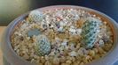Cactusi cold hardy:  grup de 3 Pediocactus (-10 -25C)