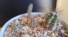 Cactusi cold hardy:  grup de 6 cactusi (-10-25C)
