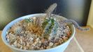 Cactusi cold hardy:  grup de 6 cactusi (-10-25C)