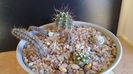 Cactusi cold hardy:  grup de 6 cactusi (-10-25C)