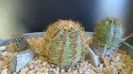 Cactusi cold hardy: grup de 3 Oroya (-15C)