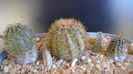 Cactusi cold hardy: grup de 3 Oroya (-15C)