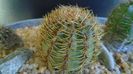 Cactusi cold hardy: grup de 3 Oroya (-15C)