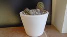 Cactusi cold hardy: grup de 3 Escobaria (-12C)