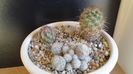 Cactusi cold hardy: grup de 3 Escobaria (-12C)