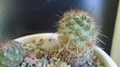 Escobaria dasyacantha, Coll. Joseph Odehral (-12C)