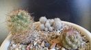 Cactusi cold hardy: grup de 3 Escobaria (-12C)