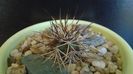 Cactusi cold hardy: Echinocereus viridiflorus v. davisii (-10C)