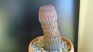 Cactusi cold hardy:  Echinocereus rigidissimus v rubrispinus (-12C)