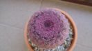 Cactusi cold hardy: Echinocereus rigidissimus v rubrispinus (-12C)