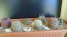 Cactusi cold hardy: grup de 7 Echinocereus (-10 -20C)