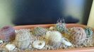 Cactusi cold hardy: grup de 7 Echinocereus (-10 -20C)