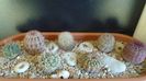 Cactusi cold hardy: grup de 7 Echinocereus (-10 -20C)