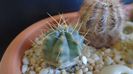 Echinocereus knippelianus (-12 C)